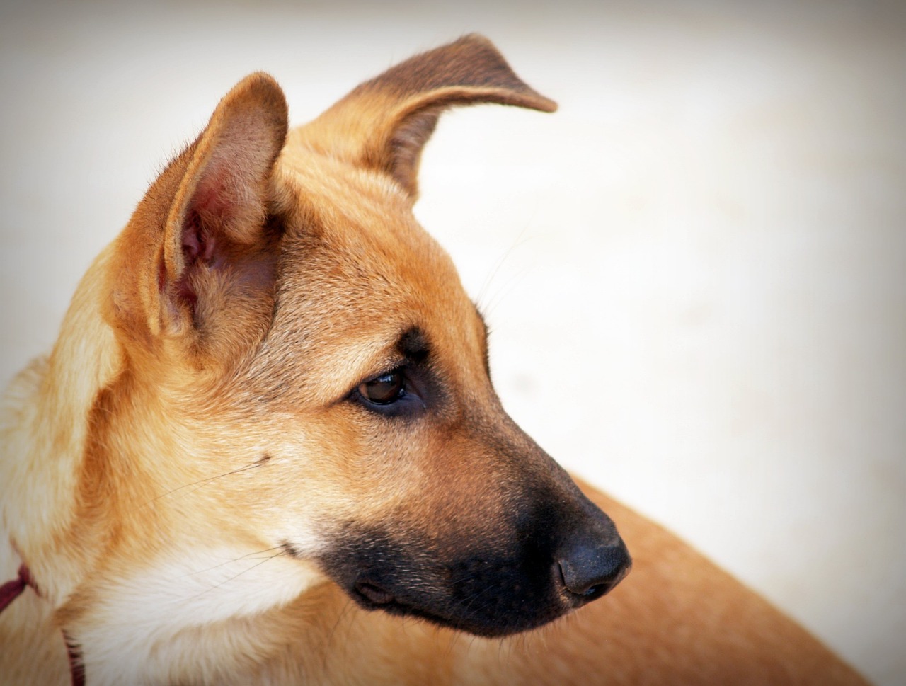 Neste domingo tem Feira de Adoção Pet no Partage Poços