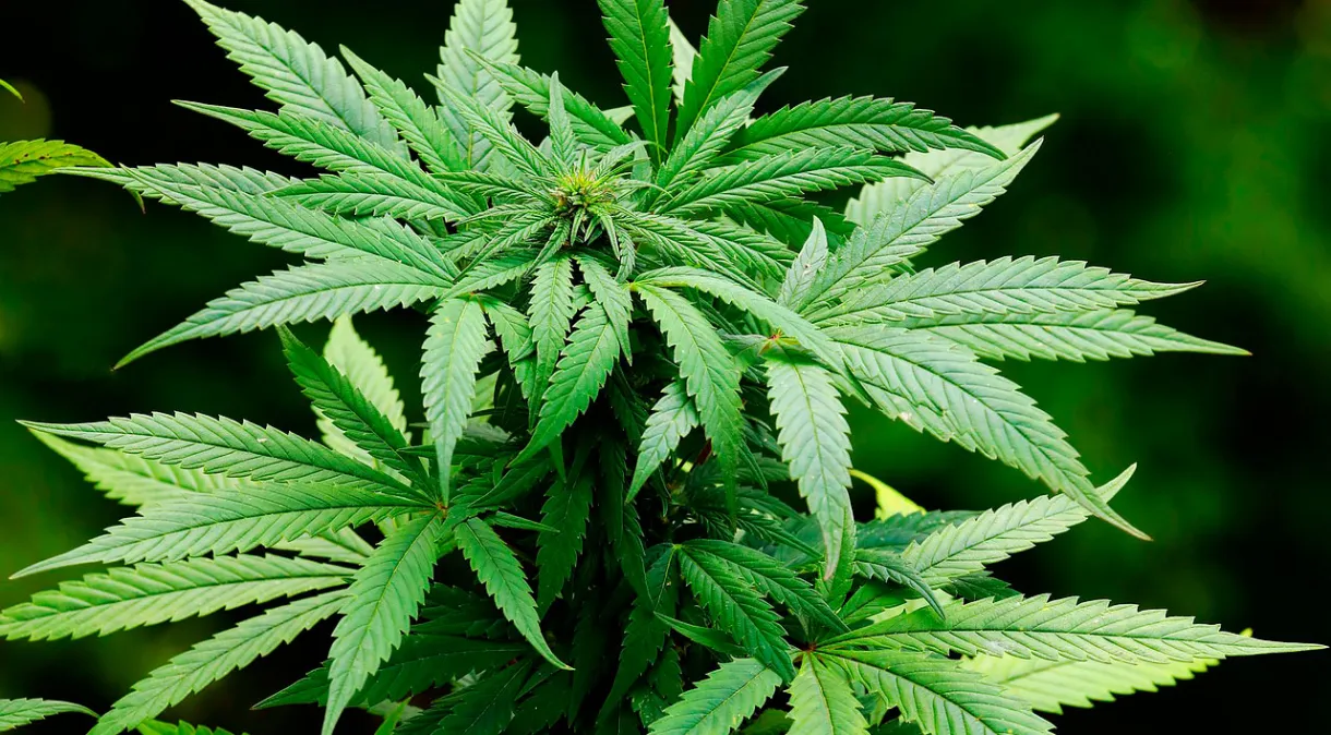 Descriminalização do porte de maconha já está valendo