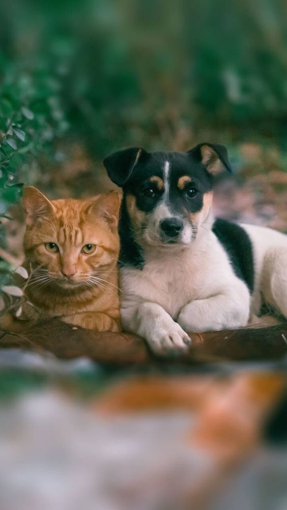 Dia do vira-lata: cães e gatos sem raça definida são os queridinhos dos brasileiros