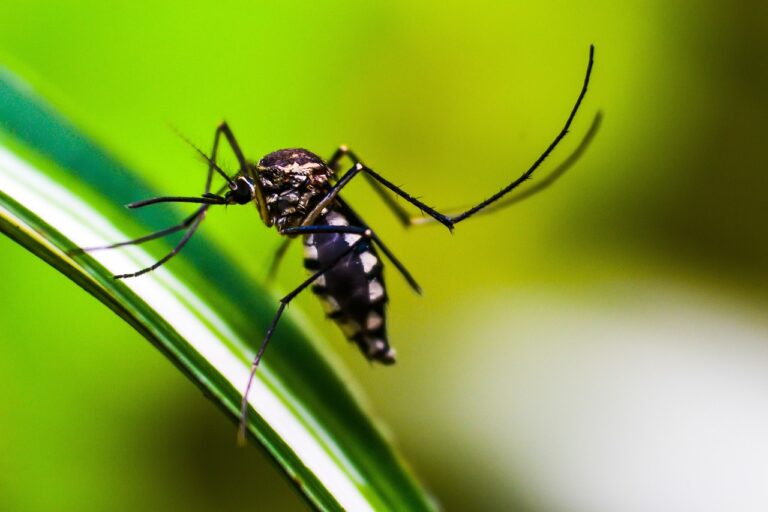 Boletim sobre os casos de dengue é suspenso em Poços