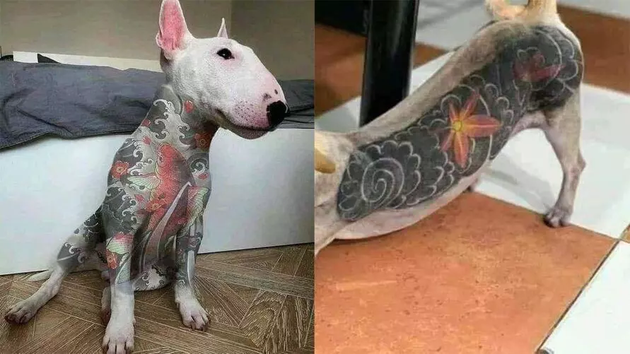 Agora é lei em Poços: proibidos tatuagens e piercings em animais