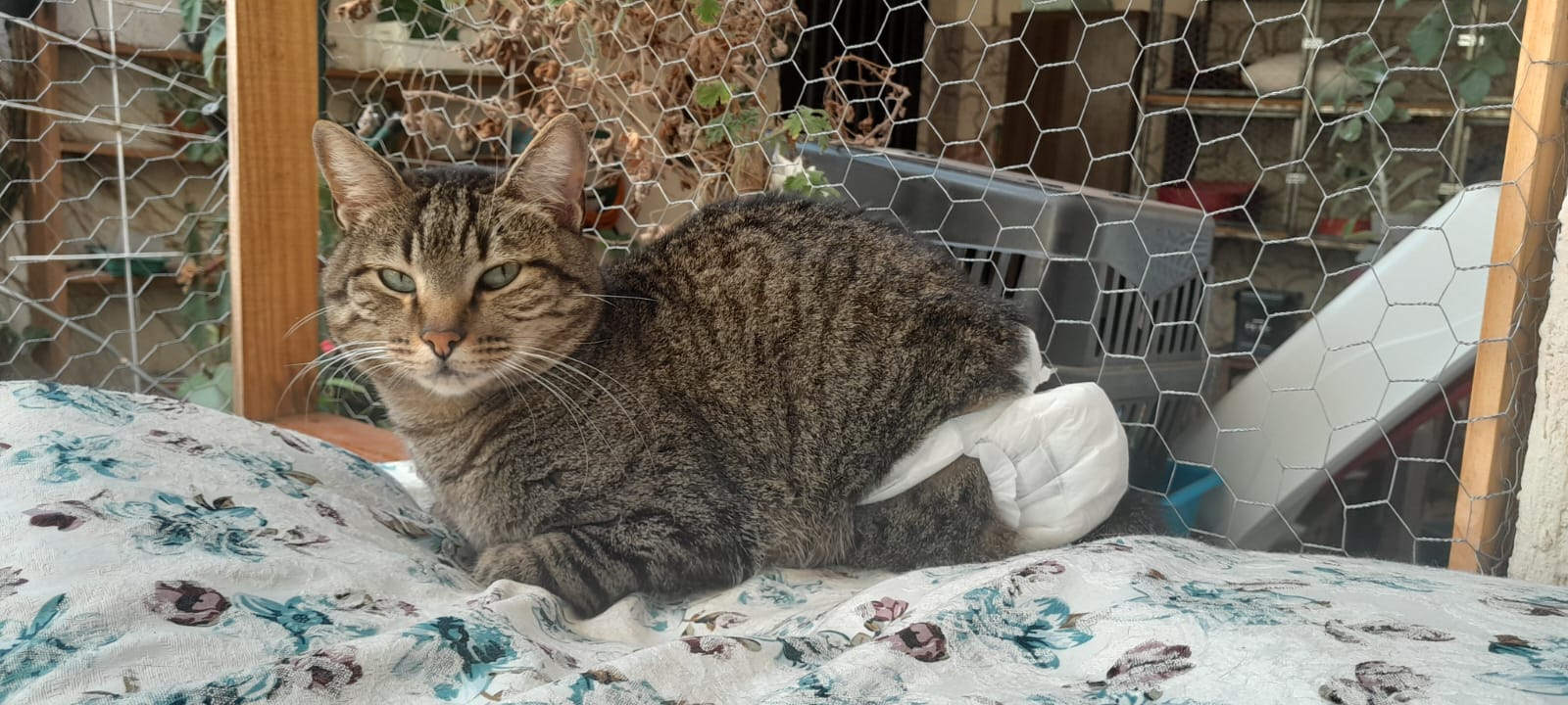 Grupo Só Gatinhos faz campanha para arrecadar livros usados