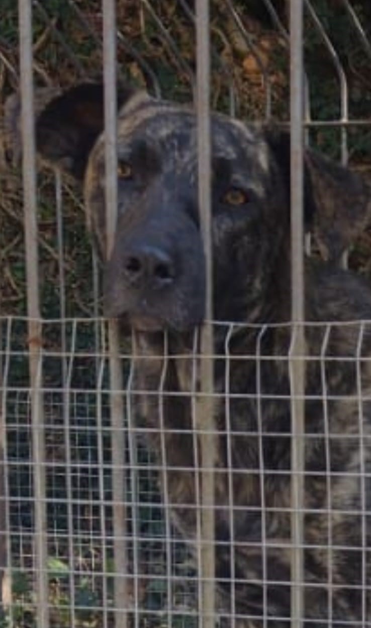 Protetores fazem abaixo-assinado pelos cães comunitários da rodoviária