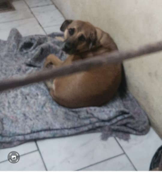 Protetores fazem abaixo-assinado pelos cães comunitários da rodoviária