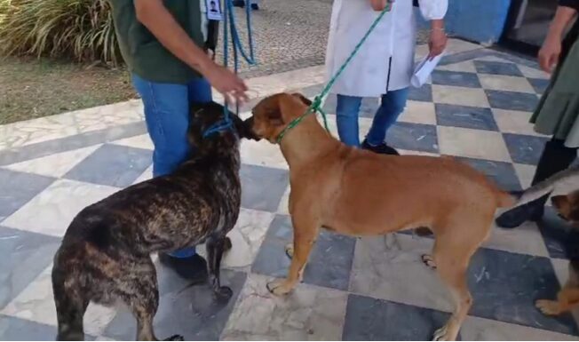 Abaixo-assinado: Mais de 17 mil pessoas pedem liberdade para os cães comunitários em Poços