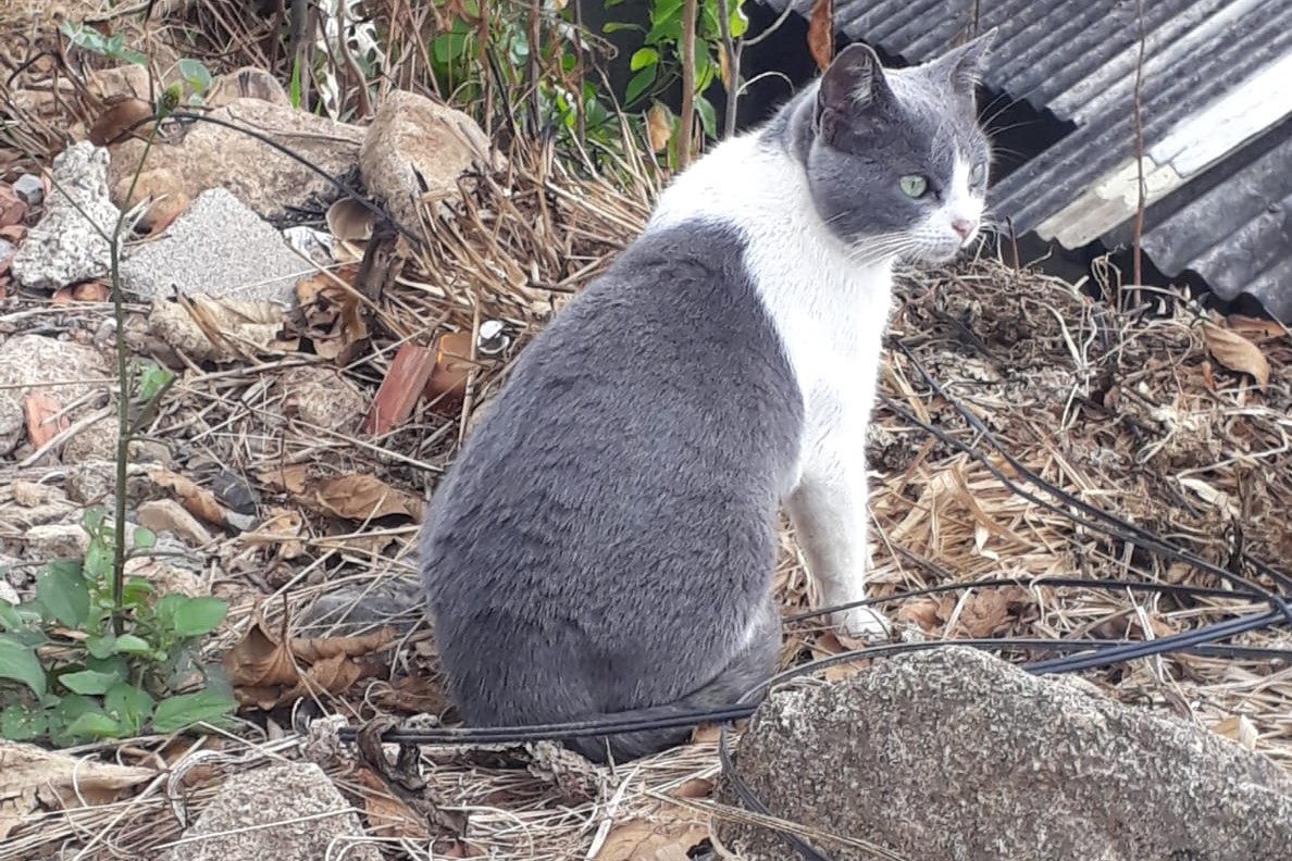 Gatinha desaparecida