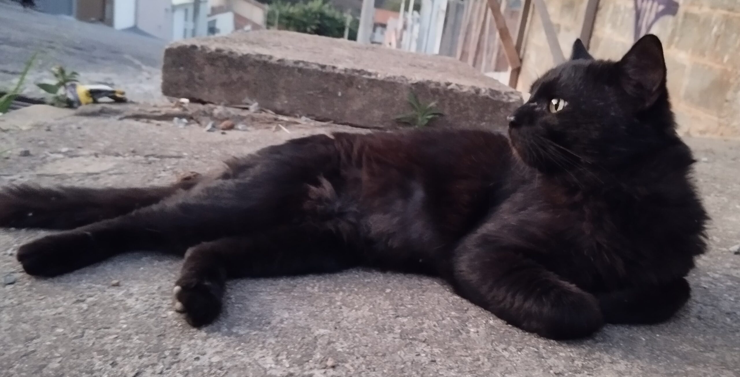 Adote o gatinho Black