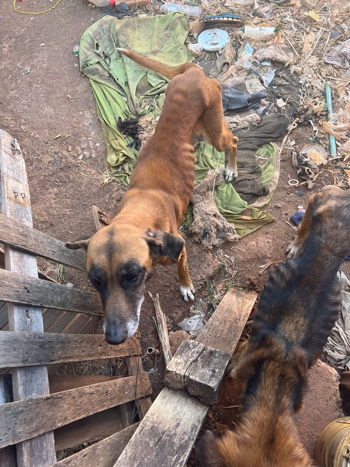 Homem é preso por maus-tratos contra animais em Alfenas