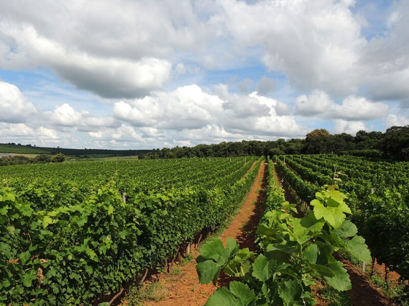 Sul de Minas está inserida na Rota dos Vinhos do governo estadual