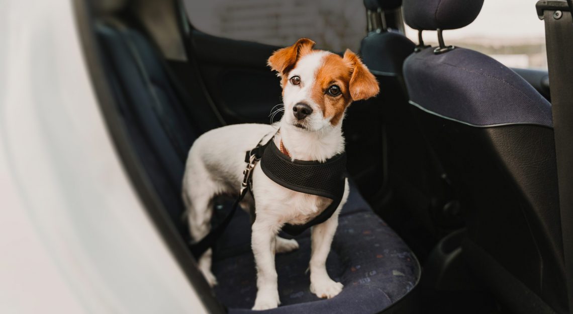 Sexta-feira tem drive-thru da vacinação antirrábica; confira os locais