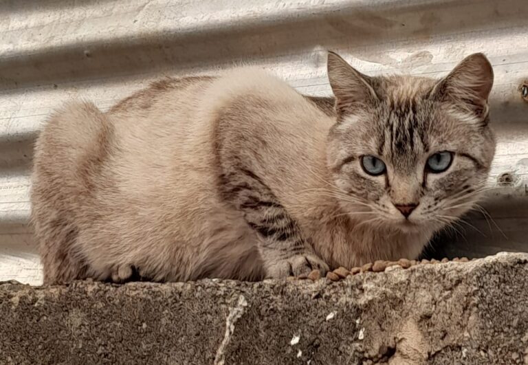 Ajude a achar a gatinha Flora