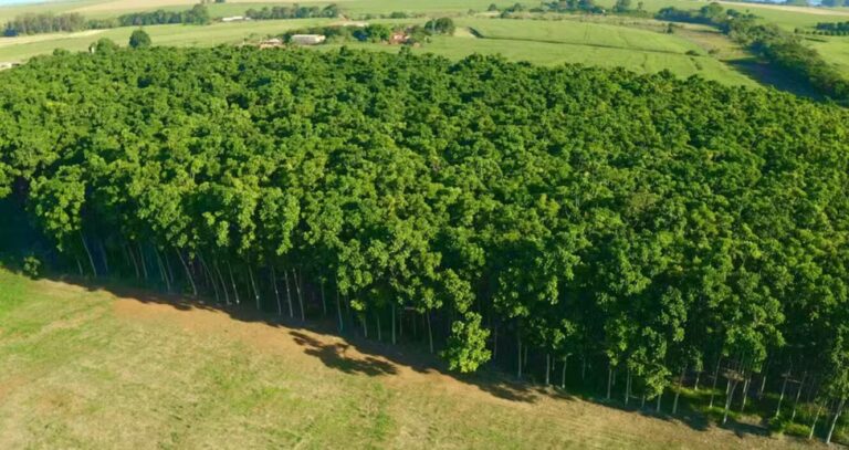 Minas Gerais lidera o ranking de cultivo de florestas comerciais