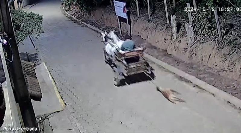 Cachorro é arrastado por charrete até a morte no sul de Minas