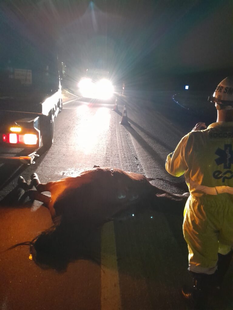 Cavalo morre atropelado na LMG-877