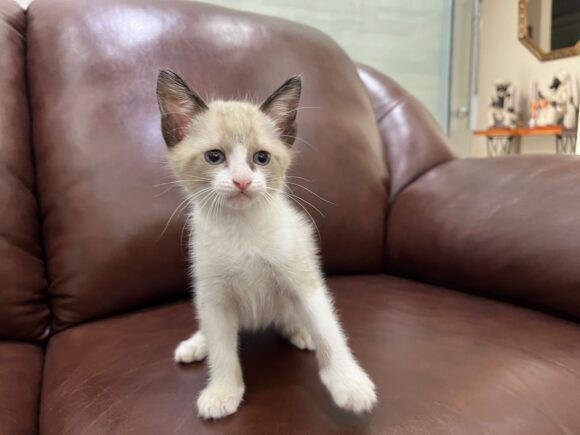 Gatinho Zé para adoção