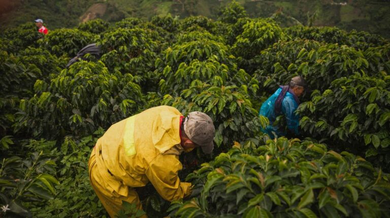 Agrotóxicos usados no cultivo de café afetam saúde de agricultores do sul de Minas