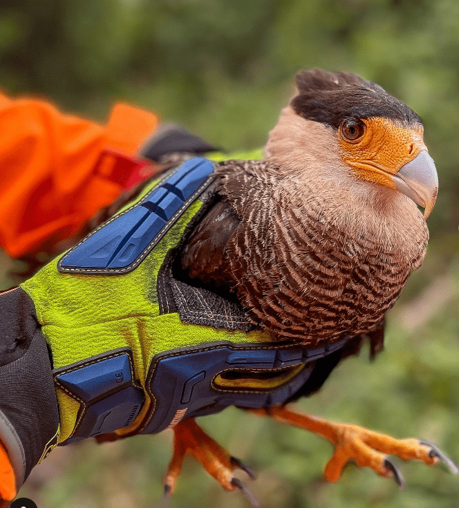 Bombeiros resgatam duas aves de rapina em risco