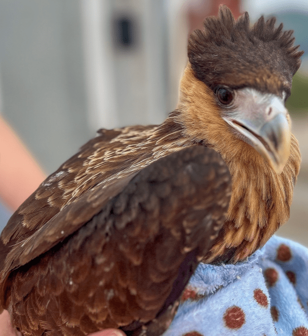 Bombeiros resgatam duas aves de rapina em risco