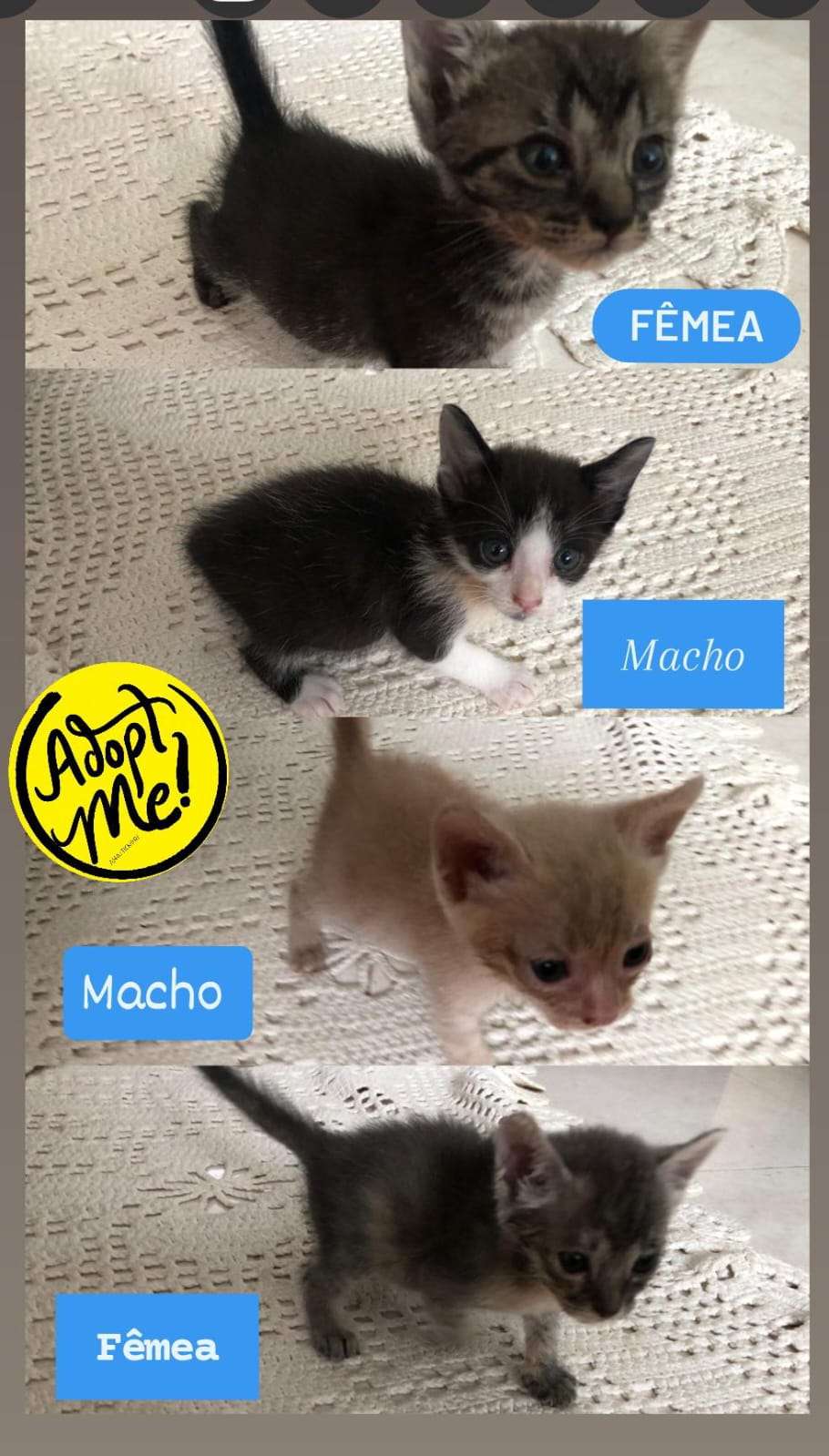 Adote os gatinhos