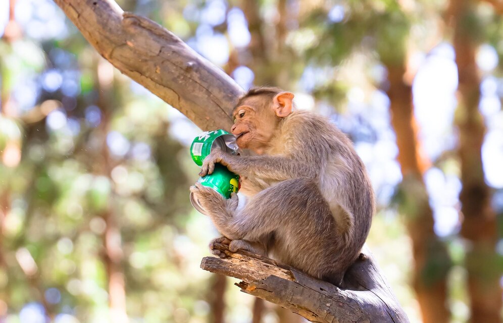 Requerimento aponta que macacos consomem refrigerante em pontos turísticos de Poços