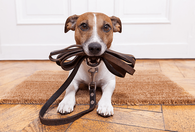 Lei estabelece sanções para quem deixa animais soltos nas ruas de Poços