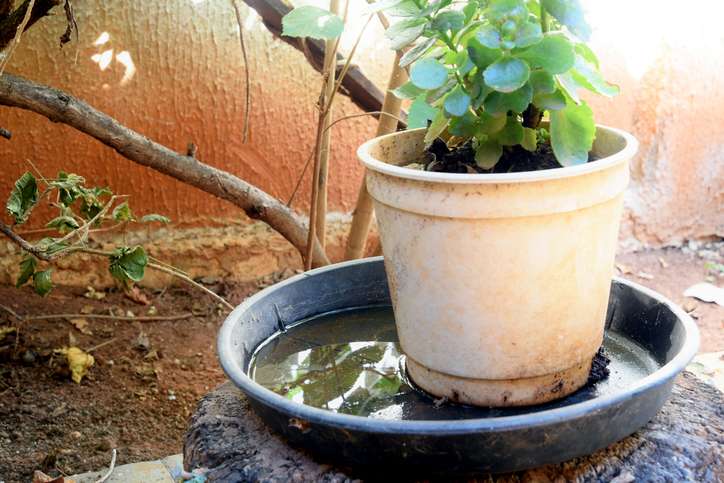 Calor e chuvas impulsionam a dengue no Brasil; Minas está na vice-liderança de casos