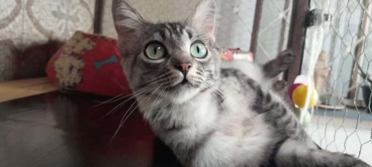 Adote a grey tabby Felícia