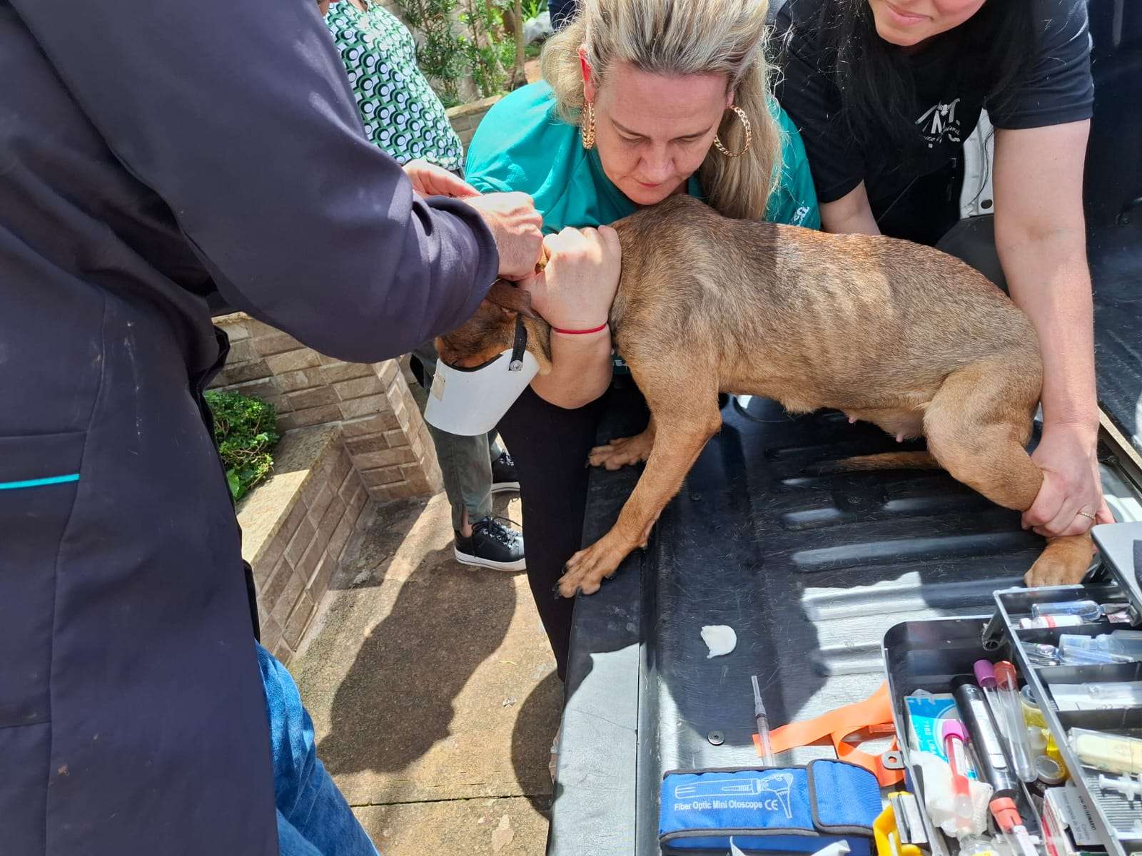 Polícia Civil resgata cadela em situação de maus-tratos em Alfenas