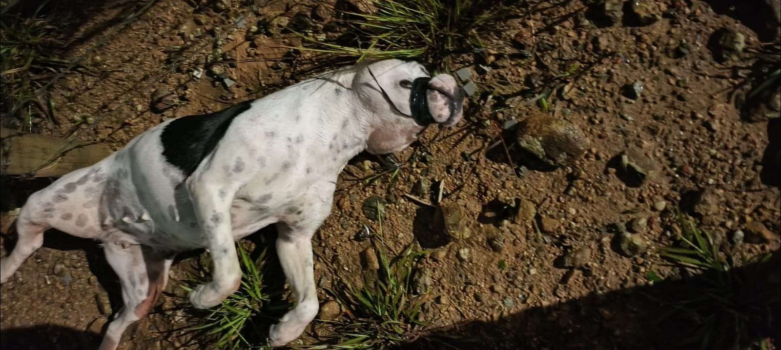 Cachorra é encontrada morta com a boca amarrada na zona leste