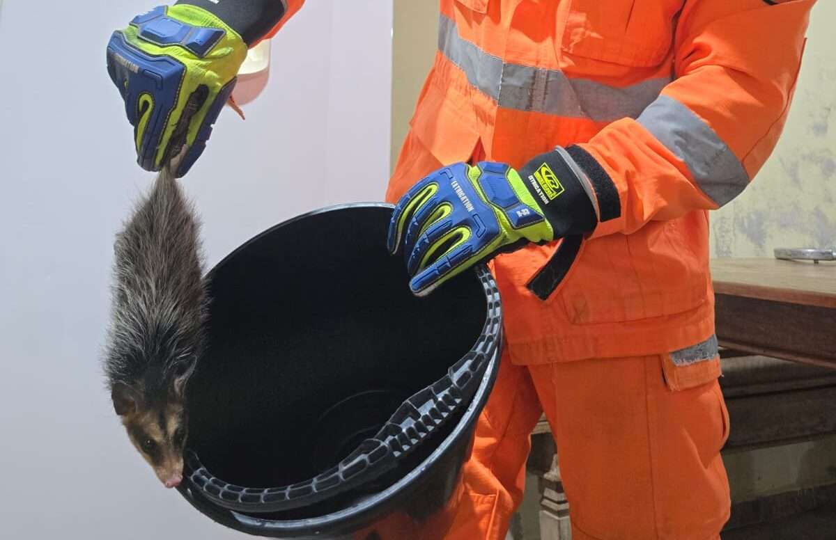 Bombeiros capturam gambá dentro de residência