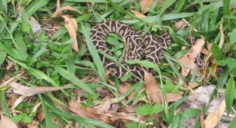 cobra caninana