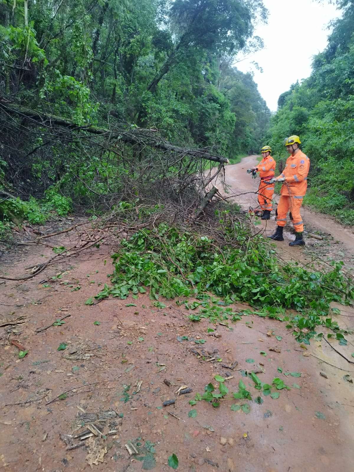 Bombeiros atendem ocorrências de queda de árvores durante as chuvas