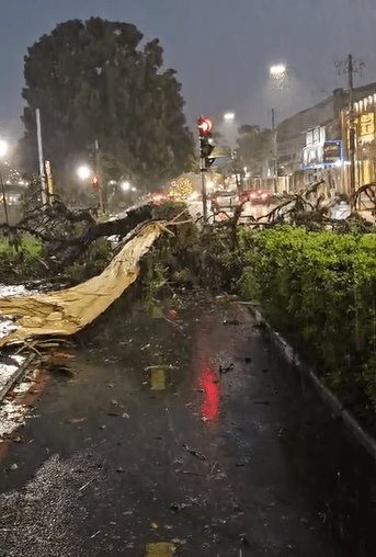 Chuva e muito vento derrubam árvore na João Pinheiro