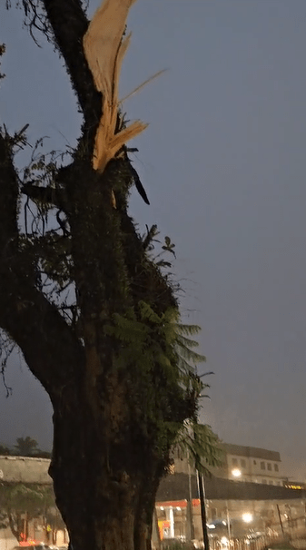 Chuva e muito vento derrubam árvore na João Pinheiro