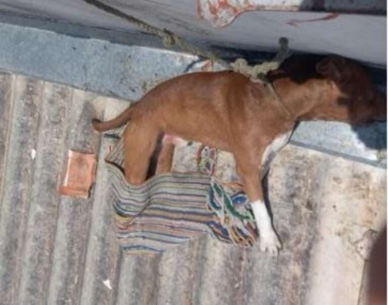 Tutor é indiciado por maus-tratos após animal ser encontrado morto em telhado