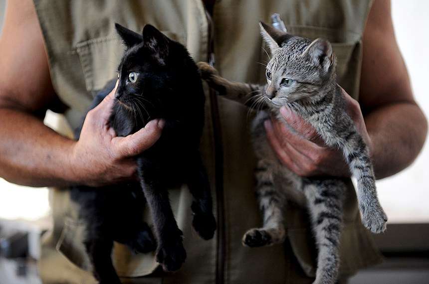 Presidente sanciona lei que cria cadastro nacional de animais domésticos