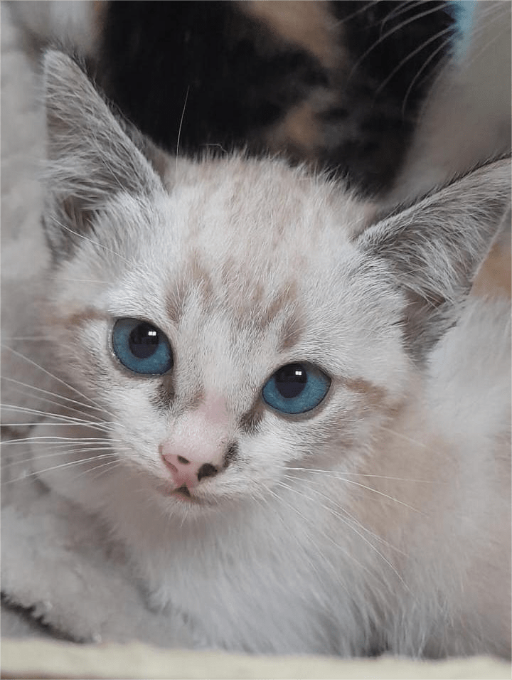Filhotes de gato para adoção