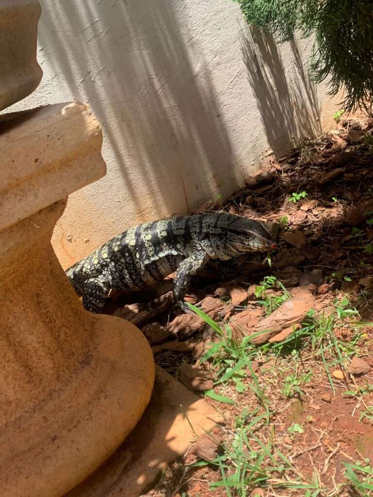 Bombeiros capturam lagarto teiú em quintal no Jardim Europa