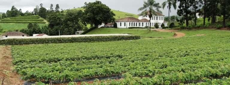 Iniciado processo para ‘Indicação Geográfica de Vinhos’ de Andradas e Caldas