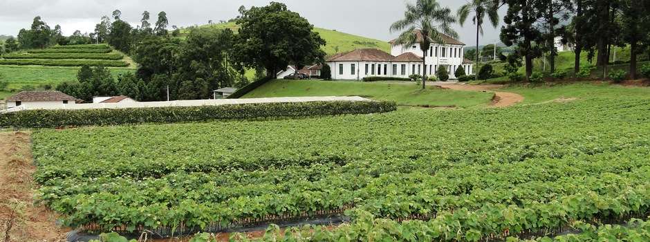 Iniciado processo para ‘Indicação Geográfica de Vinhos’ de Andradas e Caldas