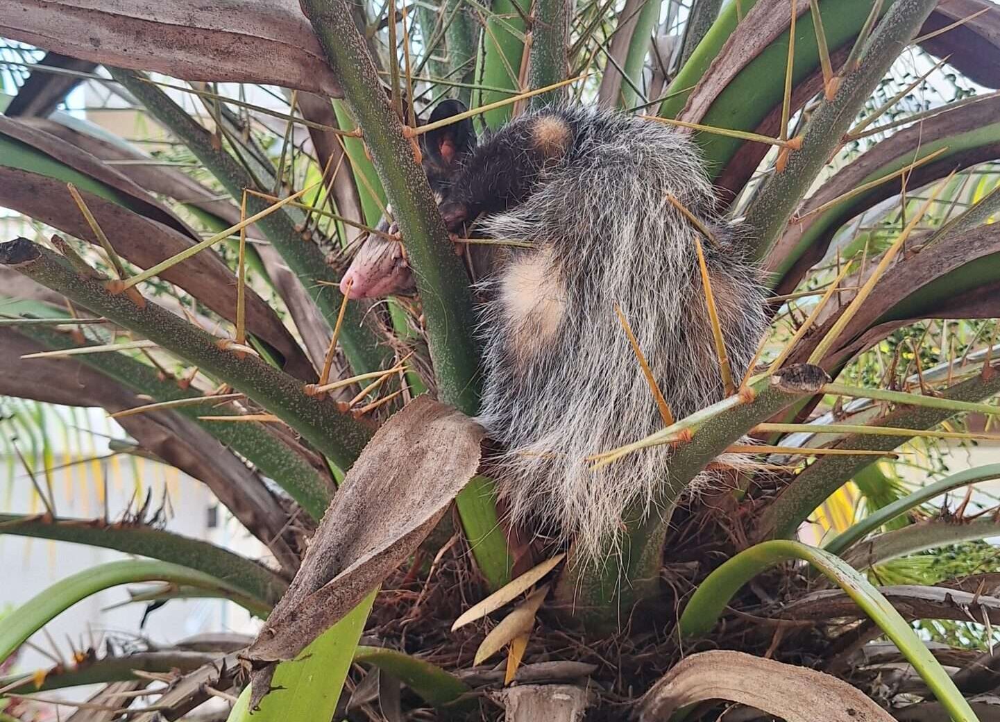 Bombeiros resgatam gambá preso em palmeira com espinhos