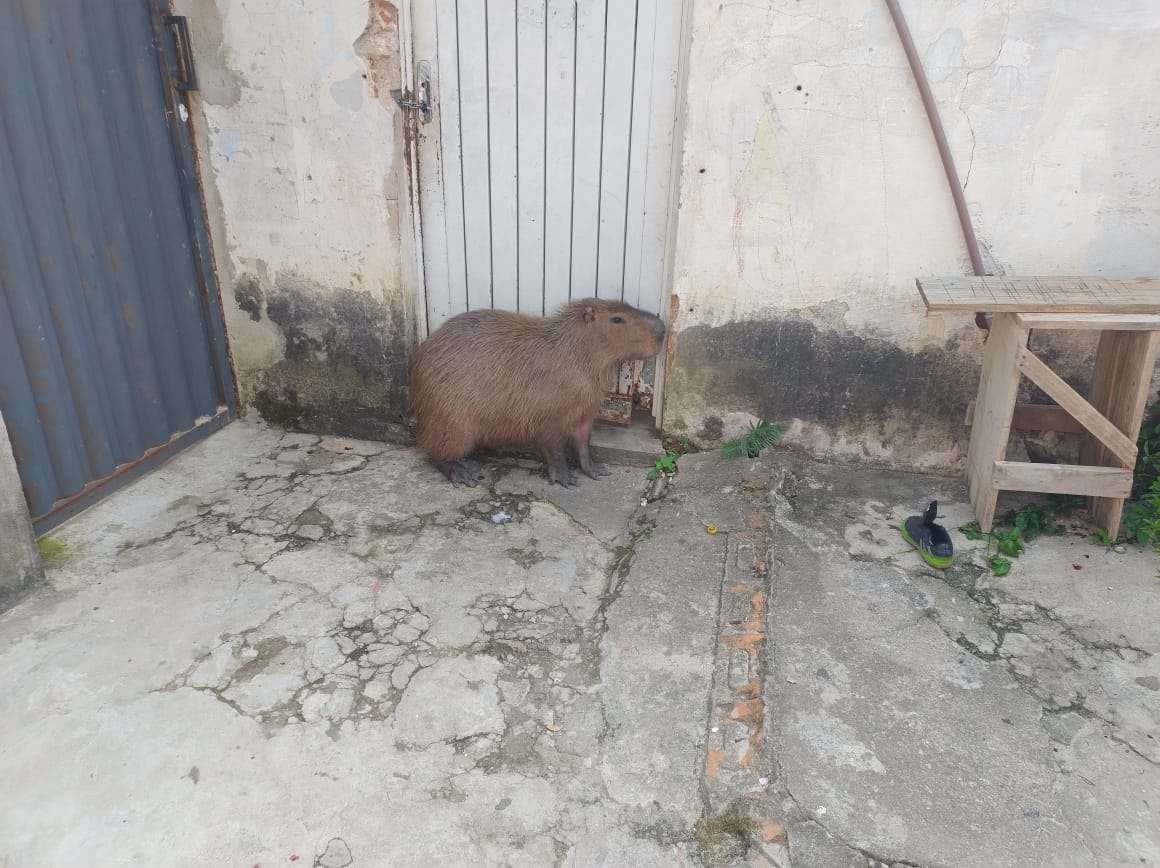 Capivara invade residência e é capturada pelos bombeiros