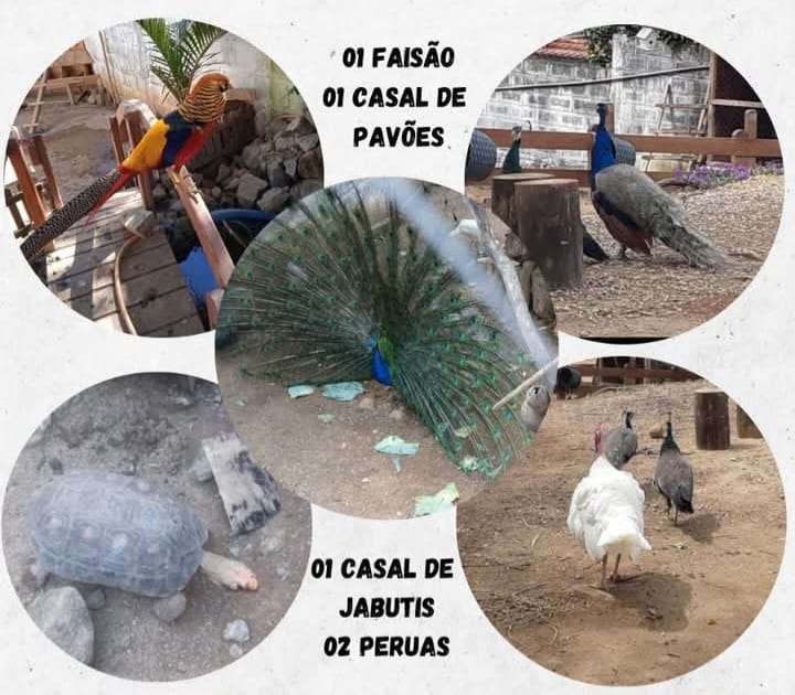 Animais são furtados de Centro de Educação Infantil