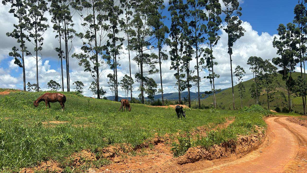 Cavalos soltos causam prejuízos em loteamento na zona oeste