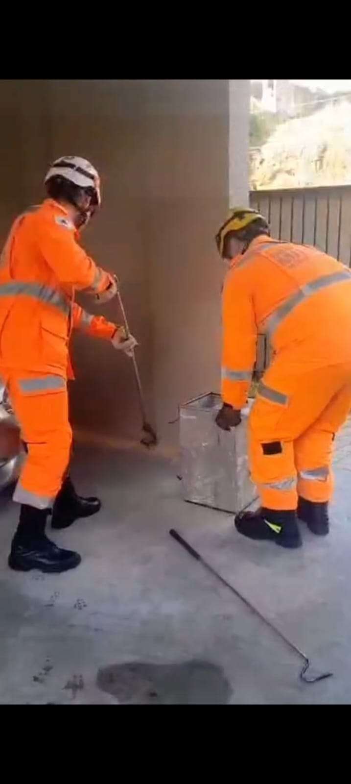 Corpo de Bombeiros captura cobra urutu-cruzeiro em garagem de prédio