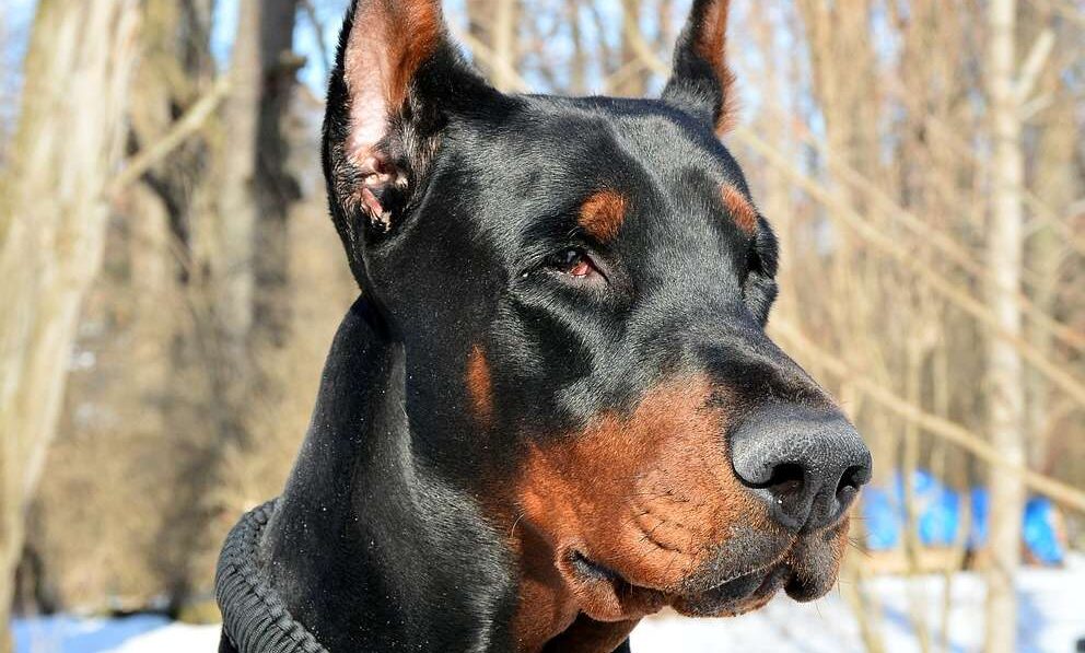 Minas Gerais endurece regras para criação de cães de grande porte