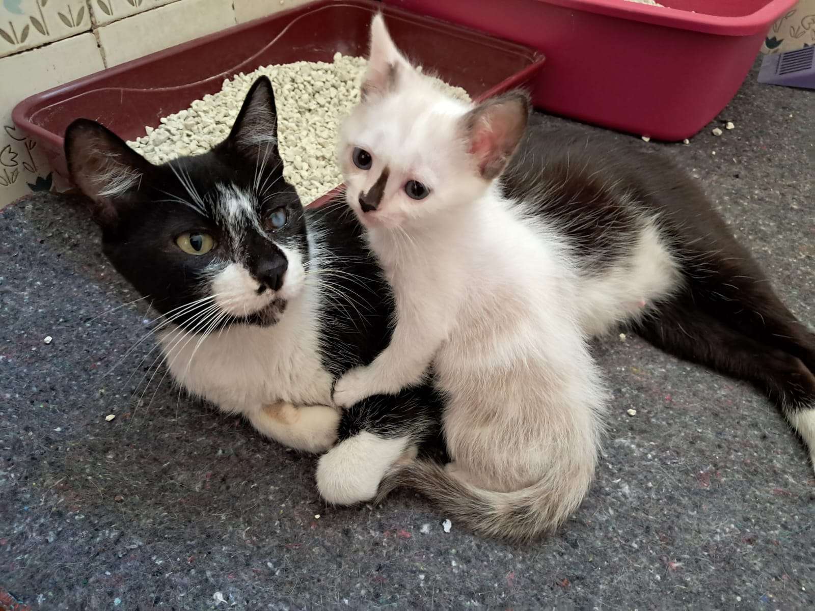 Doação de gatinhas: mãezinha e filhinha lindas