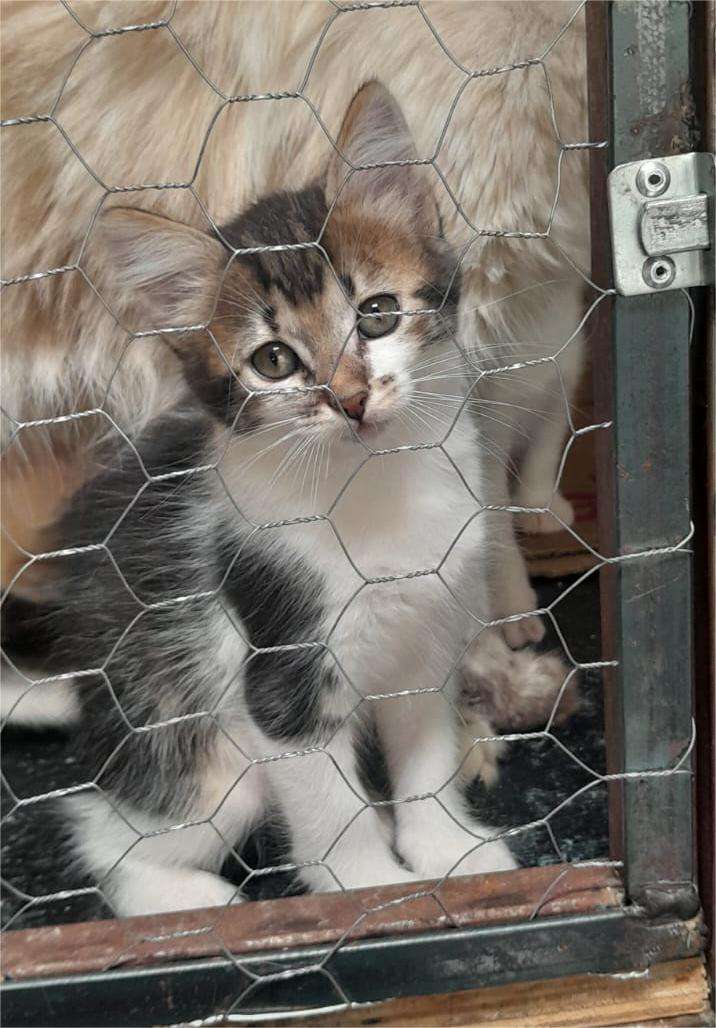 Doação de filhote de gato