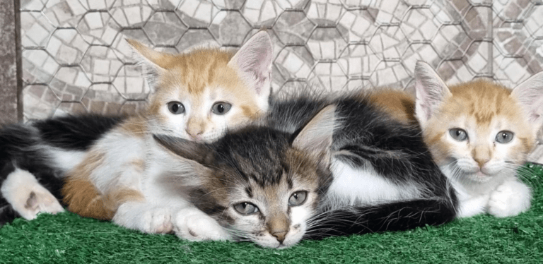 Gatinhos para adoção responsável
