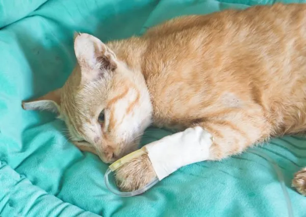 Envenenamento de gatos coloca moradores do Dom Bosco em alerta